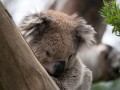 1027-1431 Koalas (1050816)